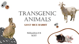 GOAT-MICE-RABBIT
TRANSGENIC
ANIMALS
Nithyashree S R
KCET
 