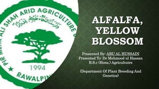 ALFALFA,
YELLOW
BLOSSOM
Presented By: ABU AL HUSSAIN
Presented To: Dr Mehmood ul Hassan
B.S.c (Hons.) Agricultutre
(Department Of Plant Breeding And
Genetics)
 