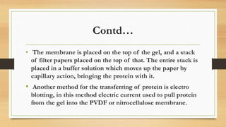 Contd…
• The membrane is placed on the top of the gel, and a stack
of filter papers placed on the top of that. The entire stack is
placed in a buffer solution which moves up the paper by
capillary action, bringing the protein with it.
• Another method for the transferring of protein is electro
blotting, in this method electric current used to pull protein
from the gel into the PVDF or nitrocellulose membrane.
 