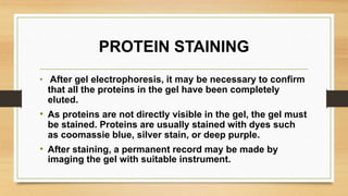 PROTEIN STAINING
• After gel electrophoresis, it may be necessary to confirm
that all the proteins in the gel have been completely
eluted.
• As proteins are not directly visible in the gel, the gel must
be stained. Proteins are usually stained with dyes such
as coomassie blue, silver stain, or deep purple.
• After staining, a permanent record may be made by
imaging the gel with suitable instrument.
 