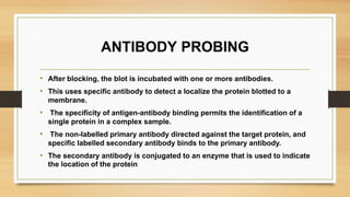 ANTIBODY PROBING
• After blocking, the blot is incubated with one or more antibodies.
• This uses specific antibody to detect a localize the protein blotted to a
membrane.
• The specificity of antigen-antibody binding permits the identification of a
single protein in a complex sample.
• The non-labelled primary antibody directed against the target protein, and
specific labelled secondary antibody binds to the primary antibody.
• The secondary antibody is conjugated to an enzyme that is used to indicate
the location of the protein
 