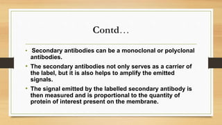 Contd…
• Secondary antibodies can be a monoclonal or polyclonal
antibodies.
• The secondary antibodies not only serves as a carrier of
the label, but it is also helps to amplify the emitted
signals.
• The signal emitted by the labelled secondary antibody is
then measured and is proportional to the quantity of
protein of interest present on the membrane.
 