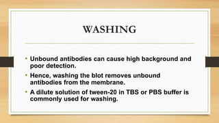 WASHING
• Unbound antibodies can cause high background and
poor detection.
• Hence, washing the blot removes unbound
antibodies from the membrane.
• A dilute solution of tween-20 in TBS or PBS buffer is
commonly used for washing.
 