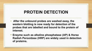 PROTEIN DETECTION
• After the unbound probes are washed away, the
western blotting is now ready for detection of the
probes that are labelled and bound to the protein of
interest.
• Enzyme such as alkaline phosphatase (AP) & Horse
Radish Peroxidase (HRP) are widely used in detection
of proteins.
 