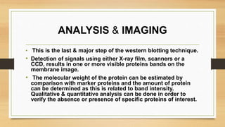ANALYSIS & IMAGING
• This is the last & major step of the western blotting technique.
• Detection of signals using either X-ray film, scanners or a
CCD, results in one or more visible proteins bands on the
membrane image.
• The molecular weight of the protein can be estimated by
comparison with marker proteins and the amount of protein
can be determined as this is related to band intensity.
Qualitative & quantitative analysis can be done in order to
verify the absence or presence of specific proteins of interest.
 