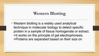 Western Blotting
• Western blotting is a widely used analytical
technique in molecular biology to detect specific
protein in a sample of tissue homogenate or extract.
>It works on the principle of gel electrophoresis.
>Proteins are separated based on their size on
 