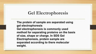 Gel Electrophoresis
The protein of sample are separated using
gel electrophoresis
Gel electrophoresis is commonly used
method for separating proteins on the basis
of size, shape or charge. In SDS Gel
Electrophoresis, protein sample are
separated according to there molecular
weight.
 