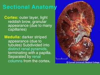 Pyramid Brows Comprehensive Overview of the Human Urinary System: Anatomy, Function ...