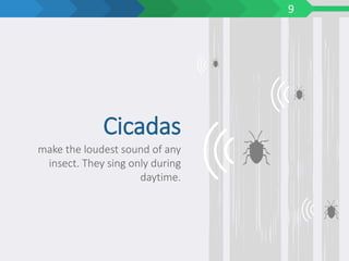 9
make the loudest sound of any
insect. They sing only during
daytime.
Cicadas
 