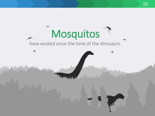 10
have existed since the time of the dinosaurs.
Mosquitos
 