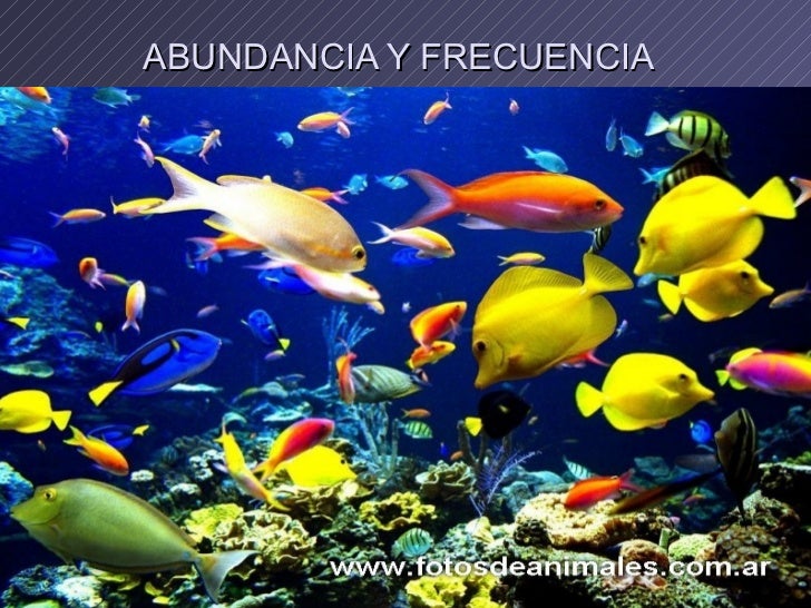 Abundancia y frecuencia Abundancia y frecuencia