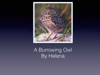 A Burrowing Owl
By Helena
 