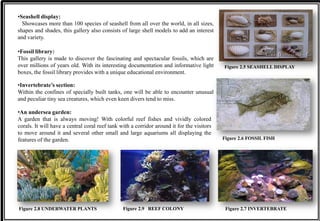 •Seashell display:
Showcases more than 100 species of seashell from all over the world, in all sizes,
shapes and shades, this gallery also consists of large shell models to add an interest
and variety.
Figure 2.5 SEASHELL DISPLAY
•Fossil library:
This gallery is made to discover the fascinating and spectacular fossils, which are
over millions of years old. With its interesting documentation and informative light
boxes, the fossil library provides with a unique educational environment.
Figure 2.6 FOSSIL FISH
•Invertebrate’s section:
Within the confines of specially built tanks, one will be able to encounter unusual
and peculiar tiny sea creatures, which even keen divers tend to miss.
Figure 2.7 INVERTEBRATE
•An undersea garden:
A garden that is always moving! With colorful reef fishes and vividly colored
corals. It will have a central coral reef tank with a corridor around it for the visitors
to move around it and several other small and large aquariums all displaying the
features of the garden.
Figure 2.8 UNDERWATER PLANTS Figure 2.9 REEF COLONY
 