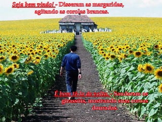 Seja bem vindo! - Disseram as margaridas, agitando as corolas brancas.É bom tê-lo de volta.- Saudaram os girassóis, mostrando suas coroas douradas.