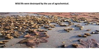 Wild life were destroyed by the use of agrochemical.
 