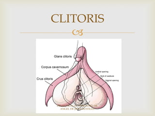 
CLITORIS
DELITO SEXUAL FEMENINO, DR.
ANGEL DE JESUS BUSTILLO
 