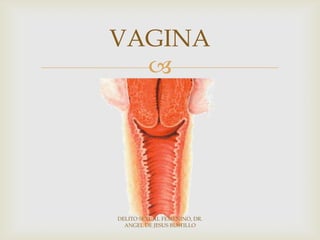 
VAGINA
DELITO SEXUAL FEMENINO, DR.
ANGEL DE JESUS BUSTILLO
 