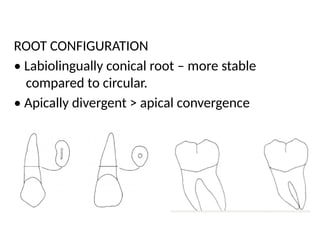 Root Configuration Abutment selection in Fixed partial denture | PPTX