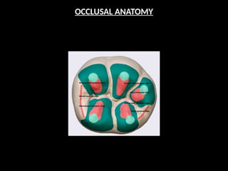 OCCLUSAL ANATOMY
 