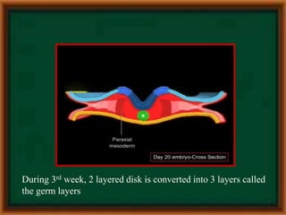 Abdominal wall defects | PPTX
