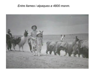 Entre llames i alpaques a 4800 msnm.
 