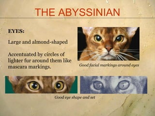 Abyssinian breed standard presentation 2011[1] | PDF