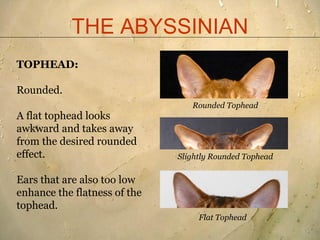 Abyssinian breed standard presentation 2011[1] | PDF