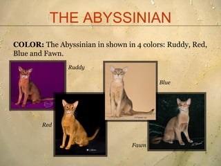 Abyssinian breed standard presentation 2011[1] | PDF