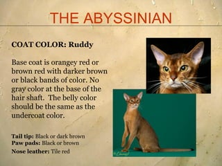 Abyssinian breed standard presentation 2011[1] | PDF