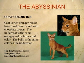 Abyssinian breed standard presentation 2011[1] | PDF