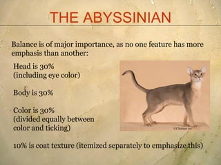 Abyssinian breed standard presentation 2011[1] | PDF