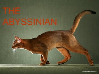THE
ABYSSINIAN




             Photo ©Helmi Flick
 