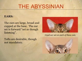 THE ABYSSINIAN
EARS:

The ears are large, broad and
cupped at the base. The ear
set is forward “set as though
listening”.
...