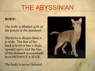 THE ABYSSINIAN
BODY:

The body is allotted 30% of
the points in the standard.

The torso is deeper than it
is wide. The li...