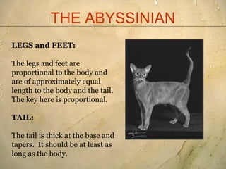 THE ABYSSINIAN
LEGS and FEET:

The legs and feet are
proportional to the body and
are of approximately equal
length to the...