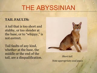 THE ABYSSINIAN
TAIL FAULTS:

A tail that is too short and
stubby, or too slender at
the base, or to “whippy,” is
not corre...