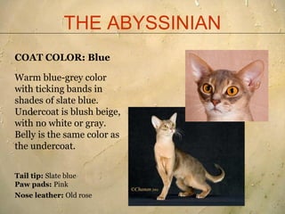THE ABYSSINIAN
COAT COLOR: Blue

Warm blue-grey color
with ticking bands in
shades of slate blue.
Undercoat is blush beige...