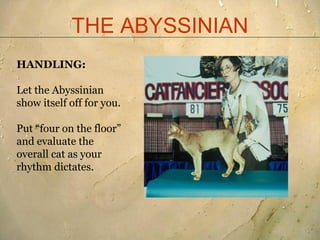 THE ABYSSINIAN
HANDLING:

Let the Abyssinian
show itself off for you.

Put “four on the floor”
and evaluate the
overall ca...