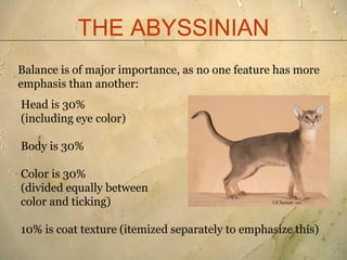 THE ABYSSINIAN
Balance is of major importance, as no one feature has more
emphasis than another:
Head is 30%
(including ey...