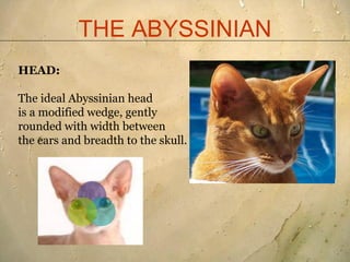 THE ABYSSINIAN
HEAD:

The ideal Abyssinian head
is a modified wedge, gently
rounded with width between
the ears and breadt...