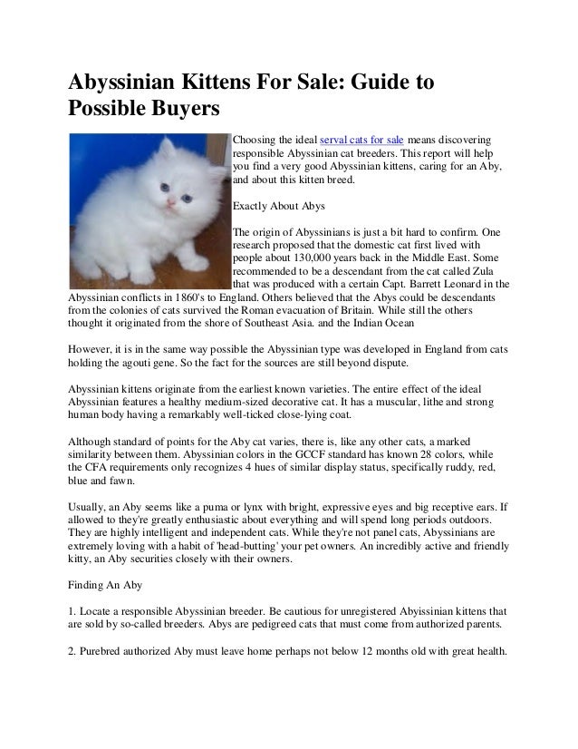 abyssinian kittens for sale