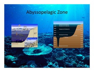 Abyssopelagic Zone
 
