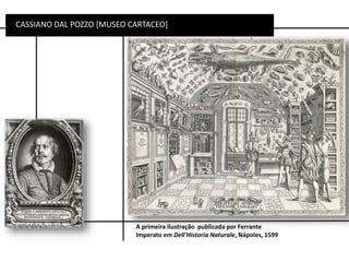 CASSIANO DAL POZZO [MUSEO CARTACEO]
A primeira ilustração publicada por Ferrante
Imperato em Dell'Historia Naturale, Nápoles, 1599
 