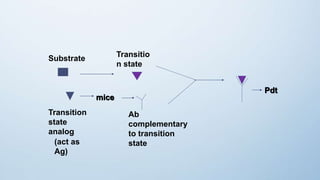 Transitio
n state
Transition
state
analog
(act as
Ag)
Substrate
Ab
complementary
to transition
state
Pdt
mice
 