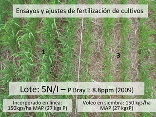 Ensayos y ajustes de fertilización de cultivos




             1
                                         3



    Lote: 5N/I – P Bray I: 8.8ppm (2009)
  Incorporado en línea:    Voleo en siembra: 150 kgs/ha
150kgs/ha MAP (27 kgs P)          MAP (27 kgsP)
 