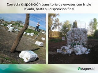 Correcta disposición transitoria de envases con triple
          lavado, hasta su disposición final
 