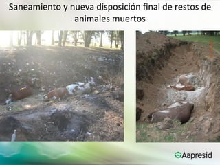 Saneamiento y nueva disposición final de restos de
               animales muertos
 