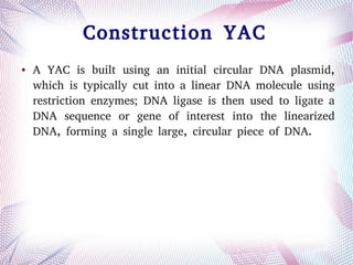 ● A YAC is built using an initial circular DNA plasmid,
which is typically cut into a linear DNA molecule using
restriction enzymes; DNA ligase is then used to ligate a
DNA sequence or gene of interest into the linearized
DNA, forming a single large, circular piece of DNA.
Construction YAC
 
