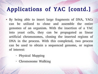 Applications of YAC [contd.]
● By being able to insert large fragments of DNA, YACs
can be utilized to clone and assemble the entire
genomes of an organism. With the insertion of a YAC
into yeast cells, they can be propagated as linear
artificial chromosomes, cloning the inserted regions of
DNA in the process. With this completed, two process
can be used to obtain a sequenced genome, or region
of interest:
➢ Physical Mapping
➢ Chromosome Walking
 