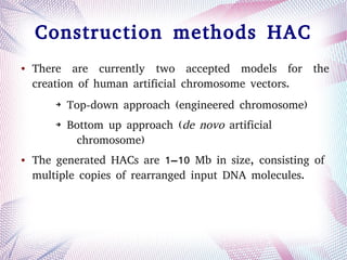 Construction methods HAC
● There are currently two accepted models for the
creation of human artificial chromosome vectors.
➔ Top-down approach (engineered chromosome)
➔ Bottom up approach (de novo artificial
chromosome)
● The generated HACs are 1–10 Mb in size, consisting of
multiple copies of rearranged input DNA molecules.
 